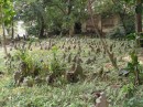 singapur-61 * Friedhof * 2048 x 1536 * (1.33MB)